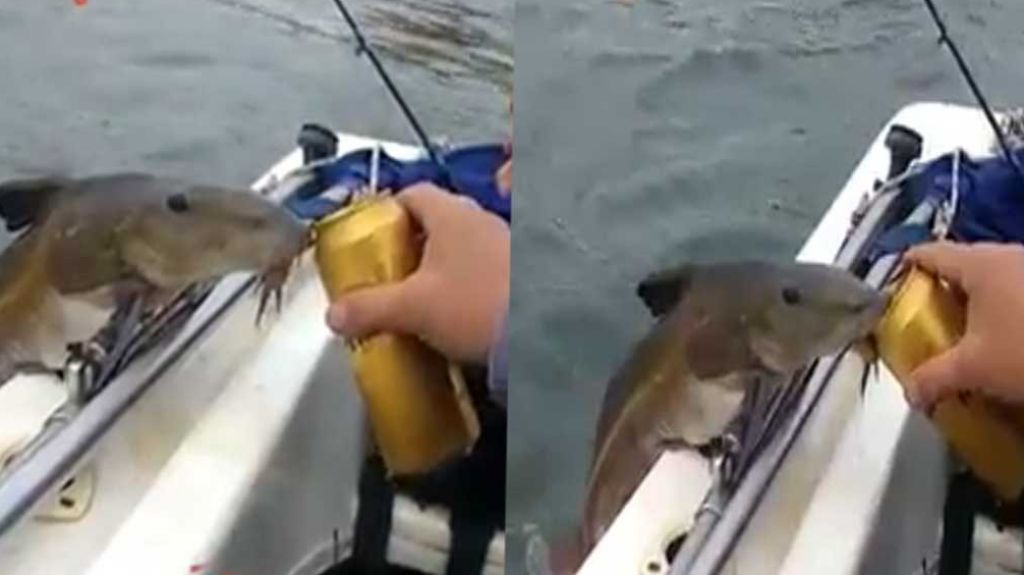  Viral el video de un Pez bebiendo cerveza 
