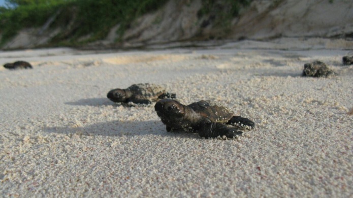 En medio de la catÃ¡strofe, la vida renace: un nido de carey eclosiona en Patillas