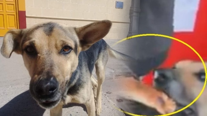 Video: El "Perro roba empanada" se hace Viral