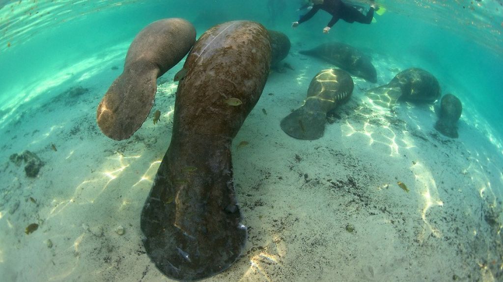  Por estrés debido al frío, mueren 35 manatíes en Florida 