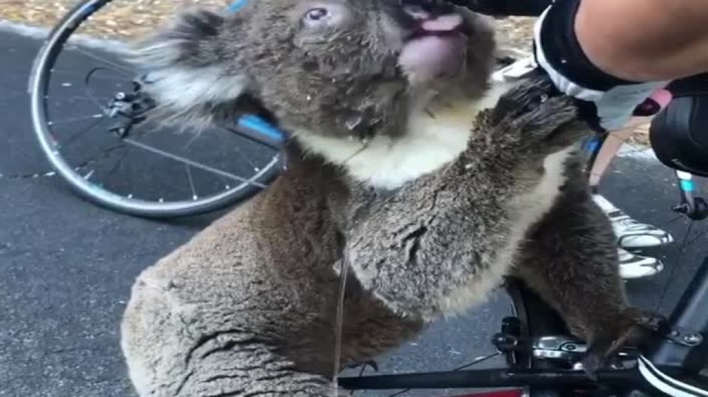  Virail video de ciclista se detuvo para dar agua a un koala que moría de sed 