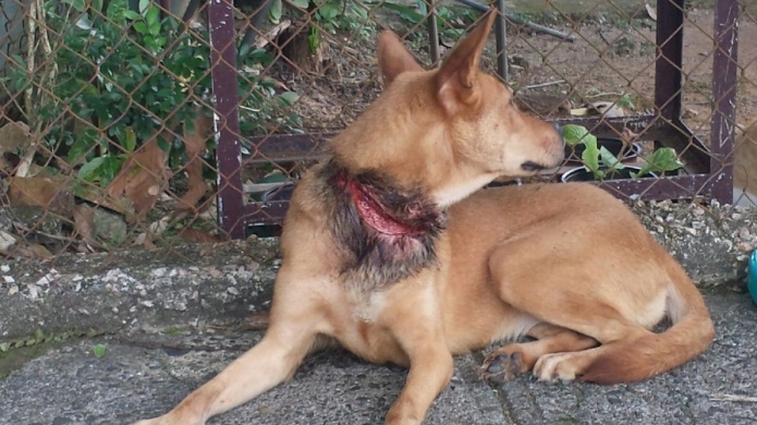 PolicÃ­as municipales de San Juan rescatan can que casi se "degolla" con una cadena en Cupey