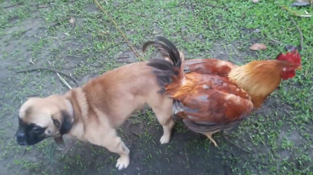  Video: Un perro queda pegado a un gallo 