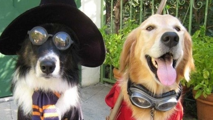 Mascotas tendrÃ¡n su propia fiesta de Halloween en BahÃ­a Urbana