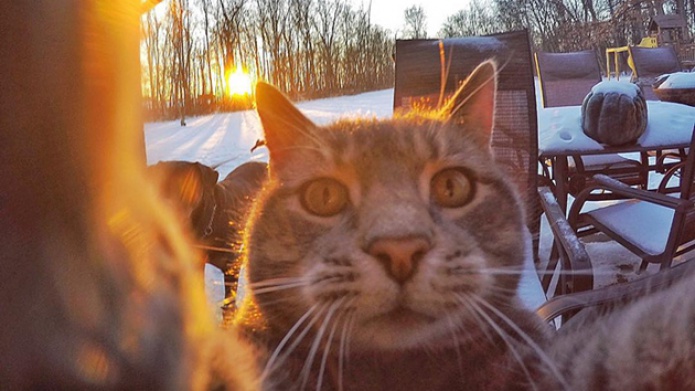 Manny, el gato que toma las mejores selfies y enloquece a Instagram