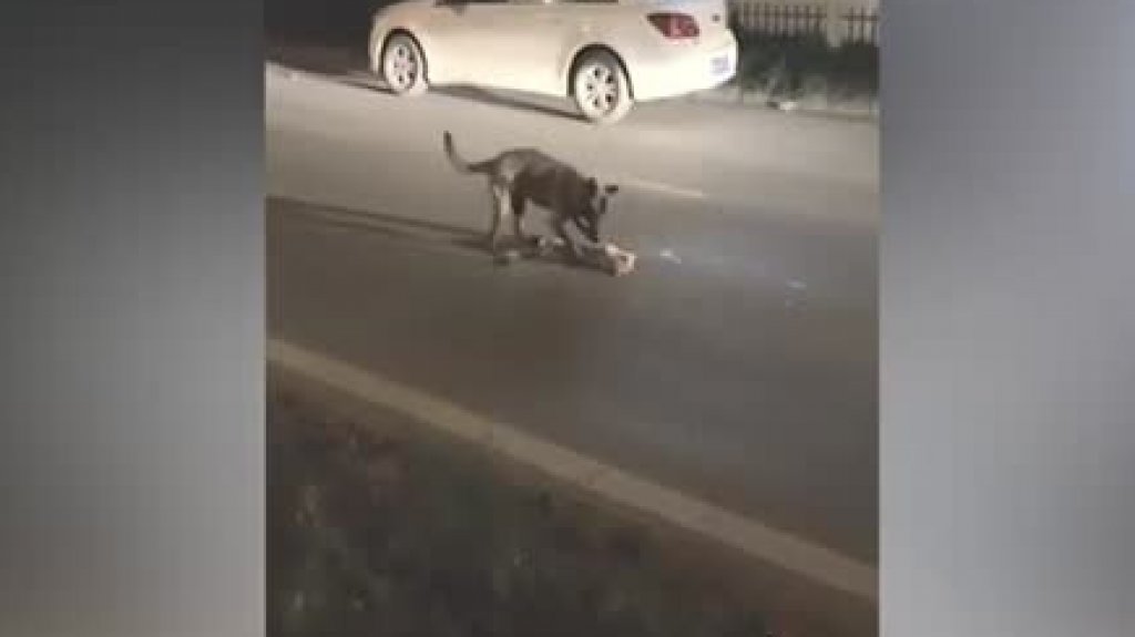  VIDEO: Un perro arrastra a un gato atropellado en la carretera e intenta despertarlo 