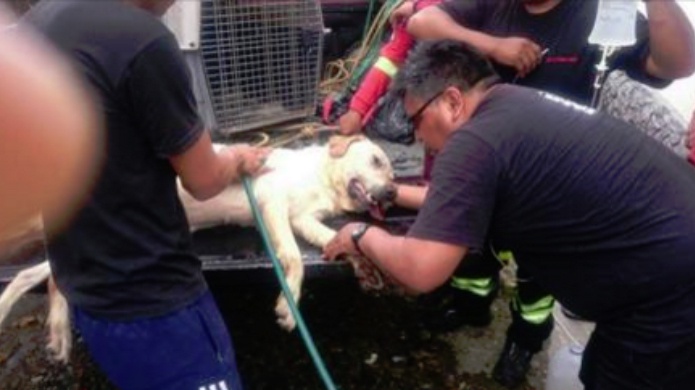 Muere Labrador que ayudÃ³ a rescatar a sobrevivientes en Ecuador