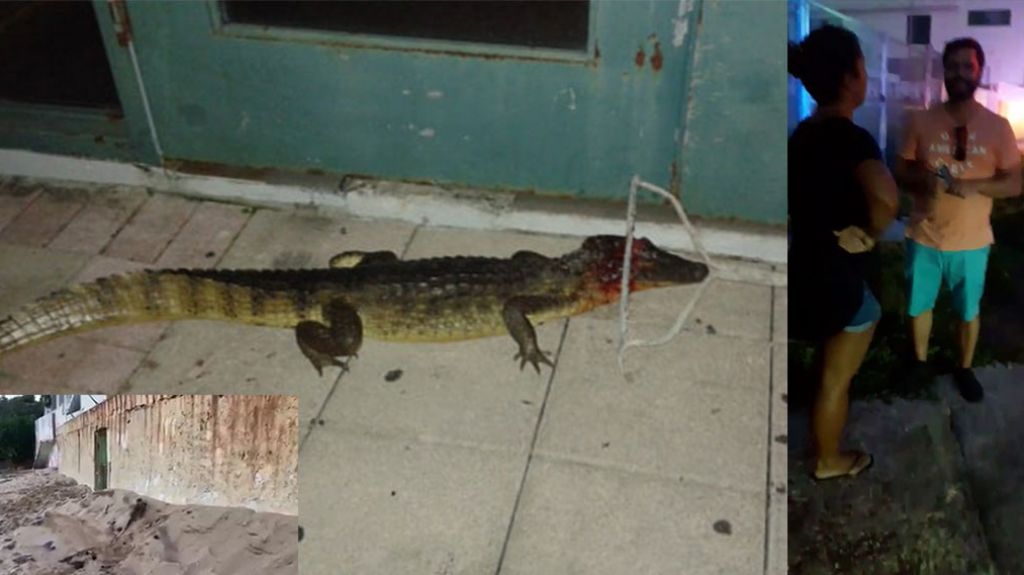  Video: Matan con un rastrillo al caimán que apareció en la playa de Vega Alta 