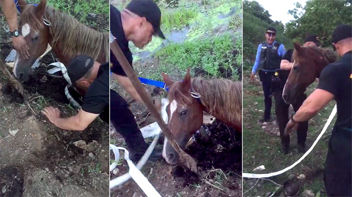 Video: Agentes de FURA rescatan una âYegua PreÃ±aâ en Barrio Obrero 