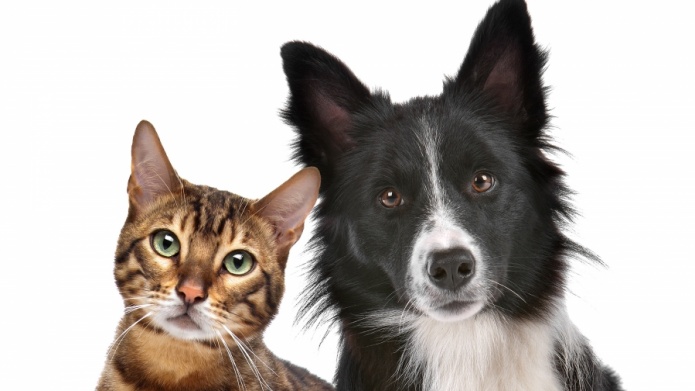 GRAVY TRAIN, 9 LIVES Y WALMART UNIDOS PARA CONCIENCIAR SOBRE LA ESTERILIZACIÃN DE PERROS Y GATOS.