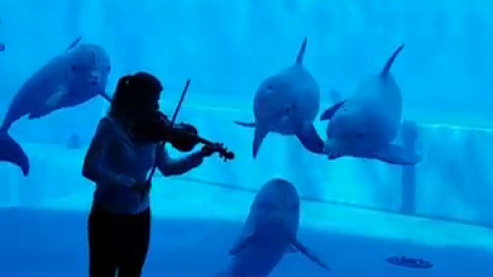 Video: Delfines atraÃ­dos por el sonido del ViolÃ­n 