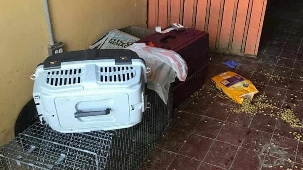 Dejan sin nada al Santuario de Animales San Francisco de AsÃ­s tras robo en instalaciones, por lo que peligra sobrevivencia de mÃ¡s de cien perros y gatos