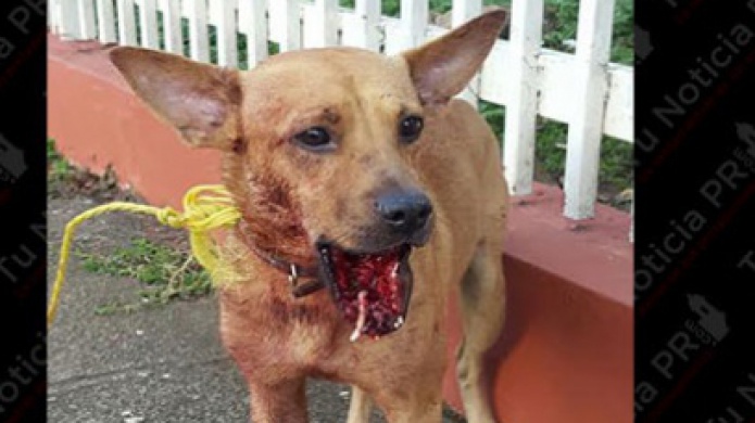 Exitosa la operaciÃ³n de âBengieâ logran reconstruir su mandÃ­bula 