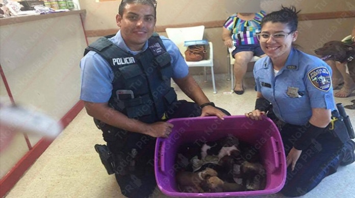 PolicÃ­as en Puerto Nuevo rescatan 7 cachorros abandonados en la Roosevelt
