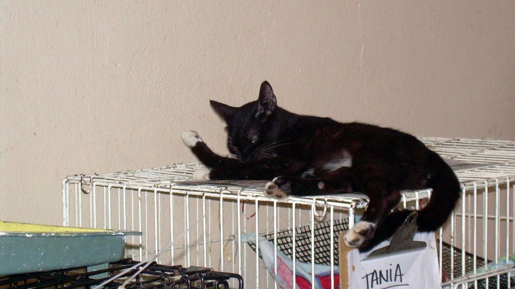  Comienza segunda fase de esterilización masiva de perros y gatos 