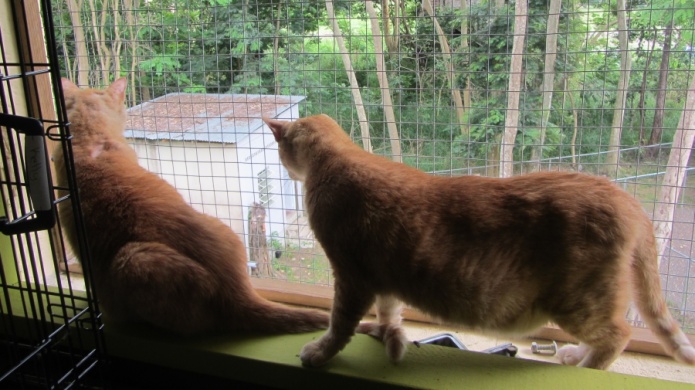   Santuario de Animales construye nueva Ã¡rea para gatos con donaciones