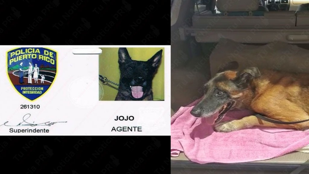  Video: Agente de la policía estatal se despide de su compañero K-9, lo tuvo que poner a dormir 