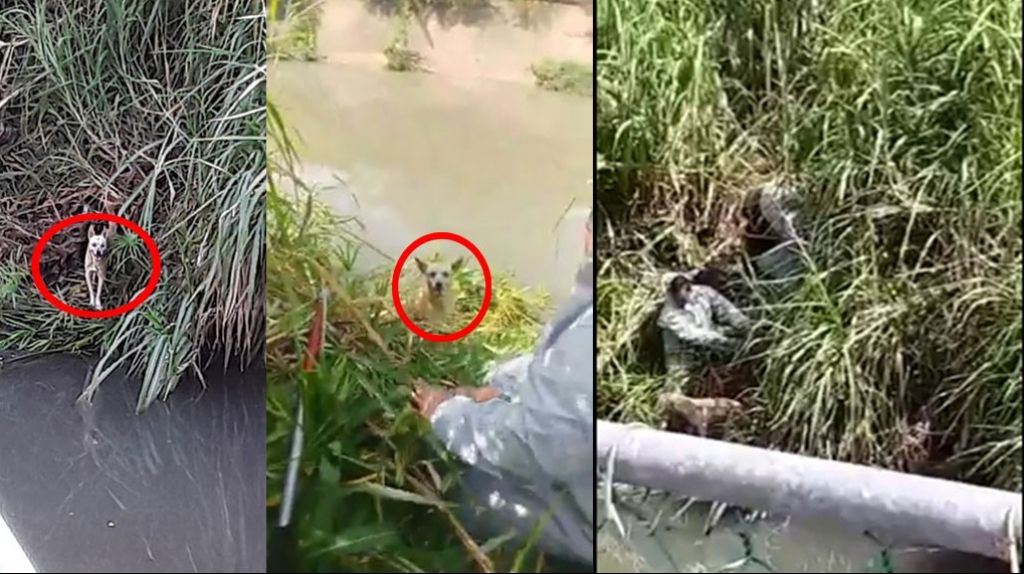 Video: momento en que municipales de San Juan rescatan una perrita en el Embalse San Jose 