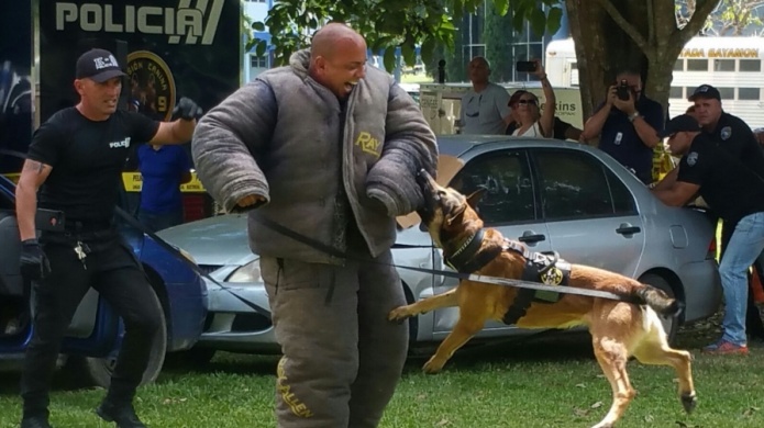Video: DemostraciÃ³n de como los canes de la policÃ­a de PR arrestan a un sospechoso    