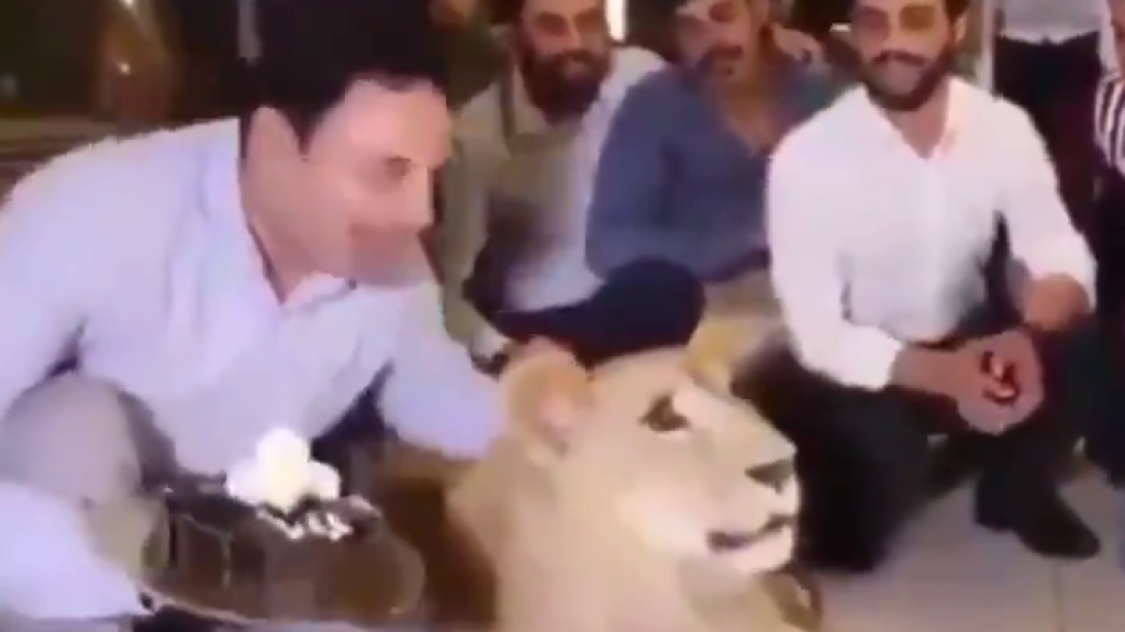  Video: viral las imágenes de un hombre que le da con un bizcocho en la cara de una leona “doméstica” durante una aparente celebración de cumpleaños. 