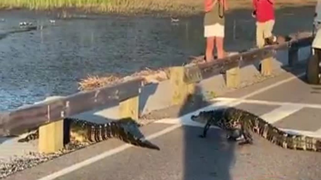  Video: Tres caimanes usan el paso de peatones en Florida 