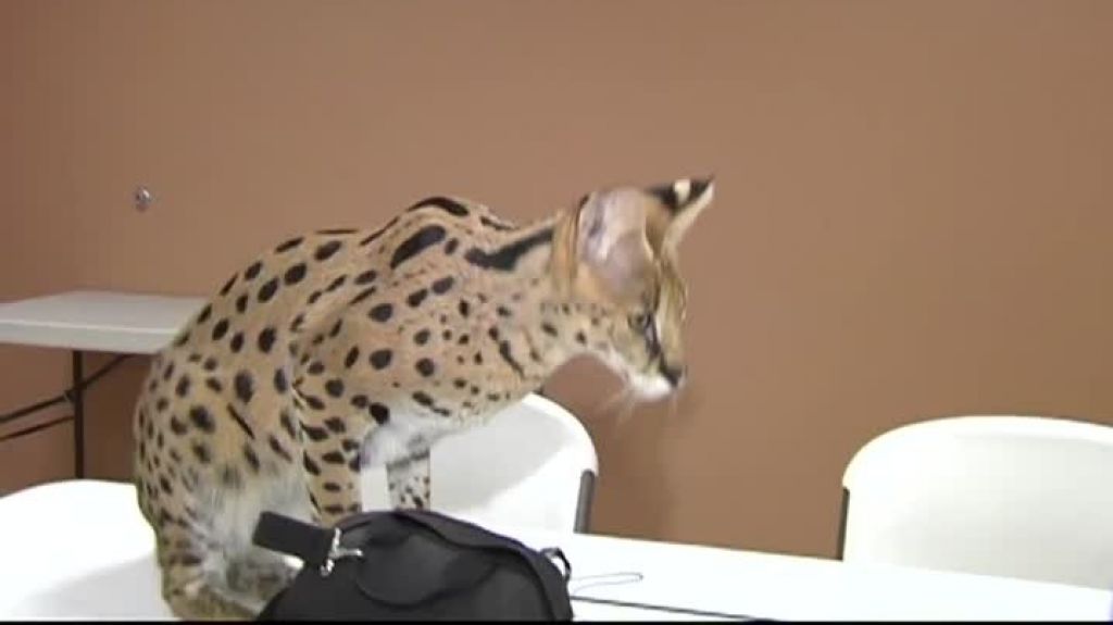  Video: Capturan en Pensilvania un gran felino africano que corrÃ­a por las calles 