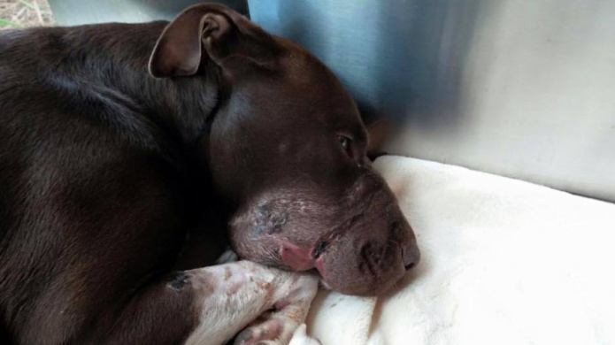 Autoridades arrestan a sospechoso de encintar el hocico a una perra