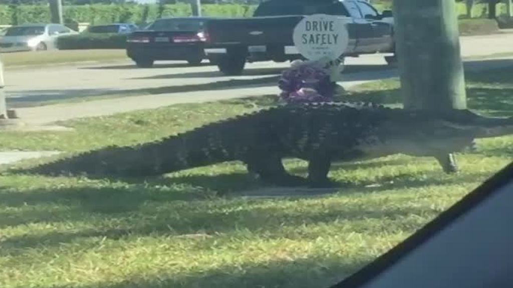  En video: mujer en Orlando, Florida capta gigantesco cocodrilo paseando por la calle 