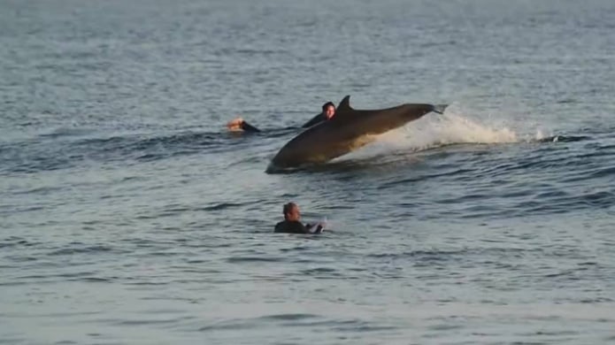 Video: Delfines se lucen con "Surfers"   