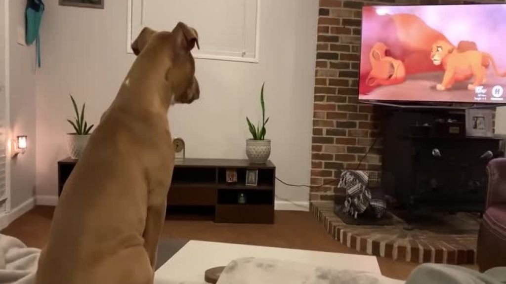  Video: Reacción del “Bebe pit bull” a la película "The Lion King" 