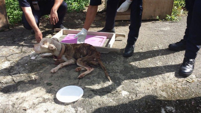 PolicÃ­a municipal de Guaynabo rescata un perrito desnutrido
