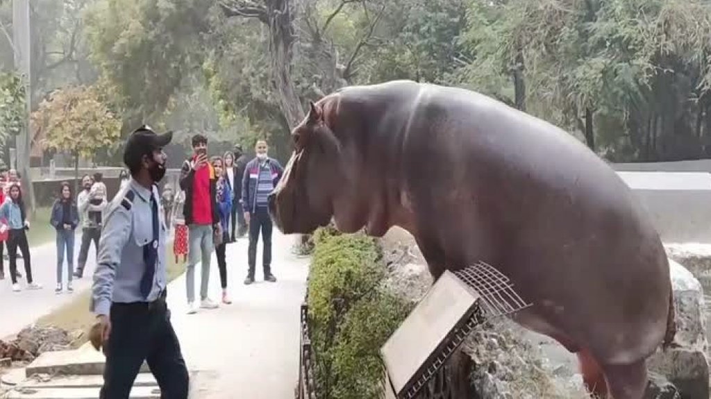  Video: Guardia de seguridad da varias bofetadas a un hipopótamo para que no se escape del zoológico 