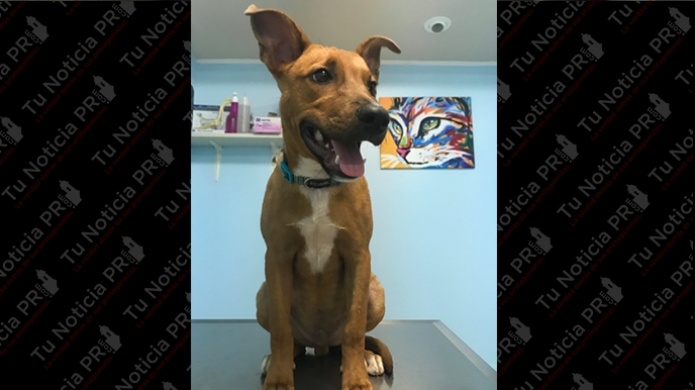 EXITOSA CAMPAÃA DE CONCIENCIACIÃN SOBRE ESTERILIZACIÃN DE PERROS Y GATOS