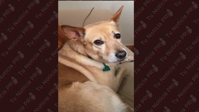 AtenciÃ³n: "Ulises" estÃ¡ perdido en el Ã¡rea de Villa Toledo en Arecibo