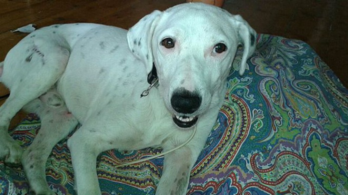 CÃ³mo detectar si tu mascota tiene problemas emocionales