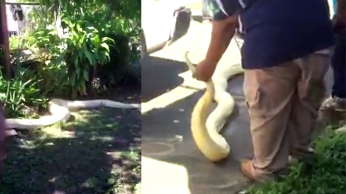 Video: Atrapan enorme serpiente "PitÃ³n Albina" En Toa Baja  