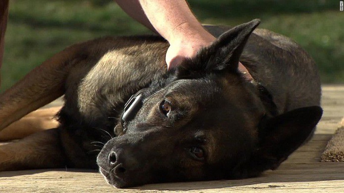 Oficial retirado logra quedarse con su compaÃ±ero canino