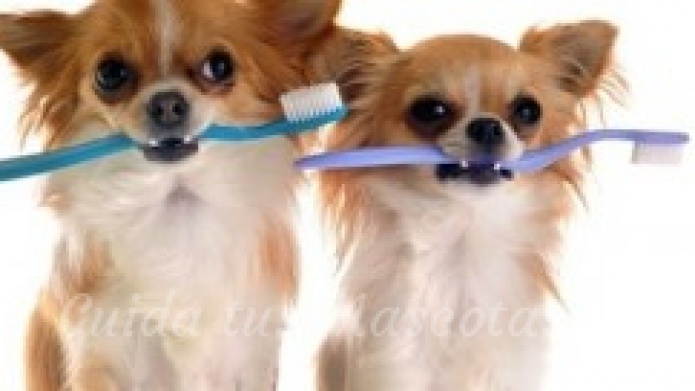 La Higiene Bucal De Tu Perro
