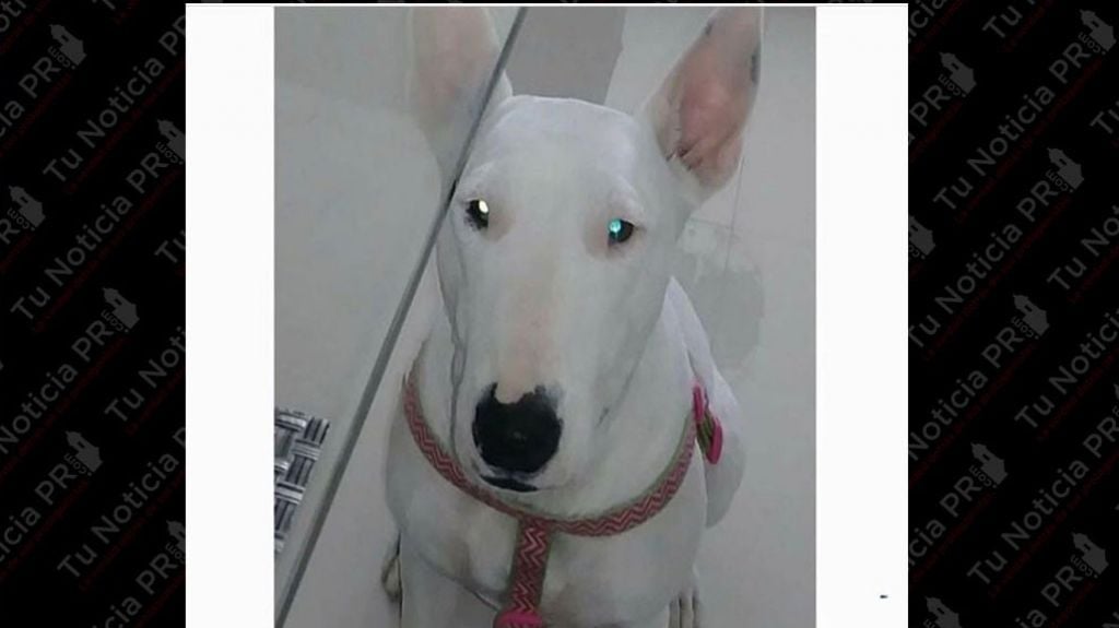  Se Busca a Bianka perdida en Canóvanas (Recompensa) 