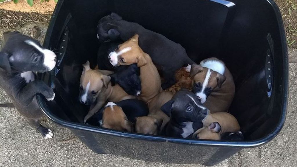  Mujer en Vega Baja rescata 12 perritos bebes abandonados en una caja plástica   