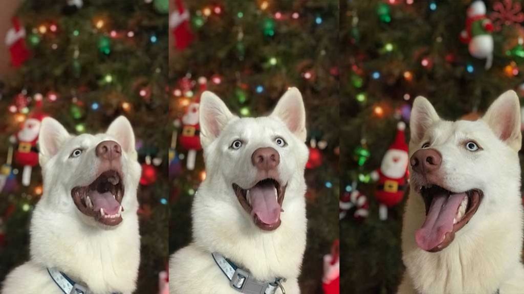  Mike les desea Feliz Navidad 