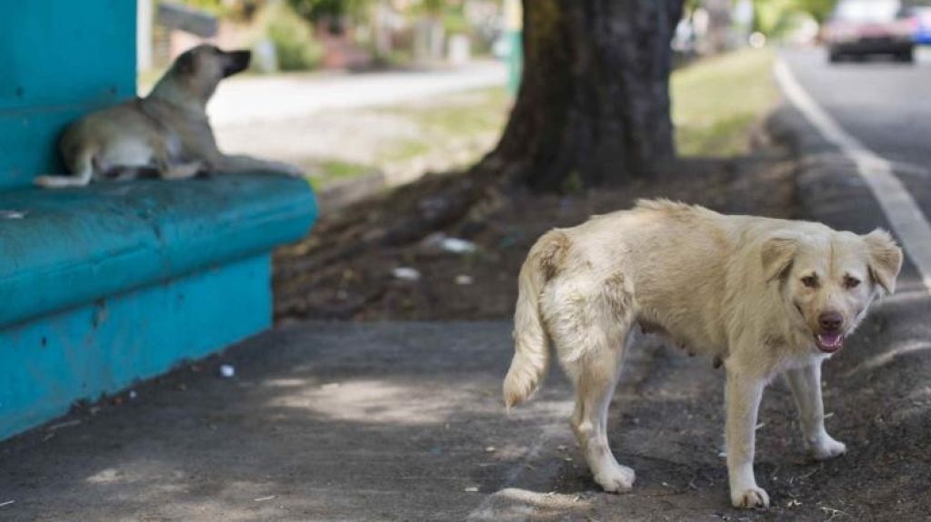  Medida busca atender la problemática de los animales realengos en la isla 