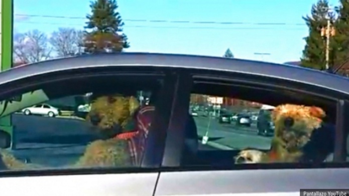 Video: Mira cÃ³mo este perro le toca bocina a su amo para que lo saque del carro