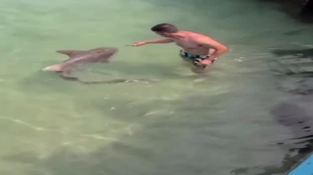  Video: Bañistas en Aguadilla rescatan tiburón que cayó en un anzuelo 