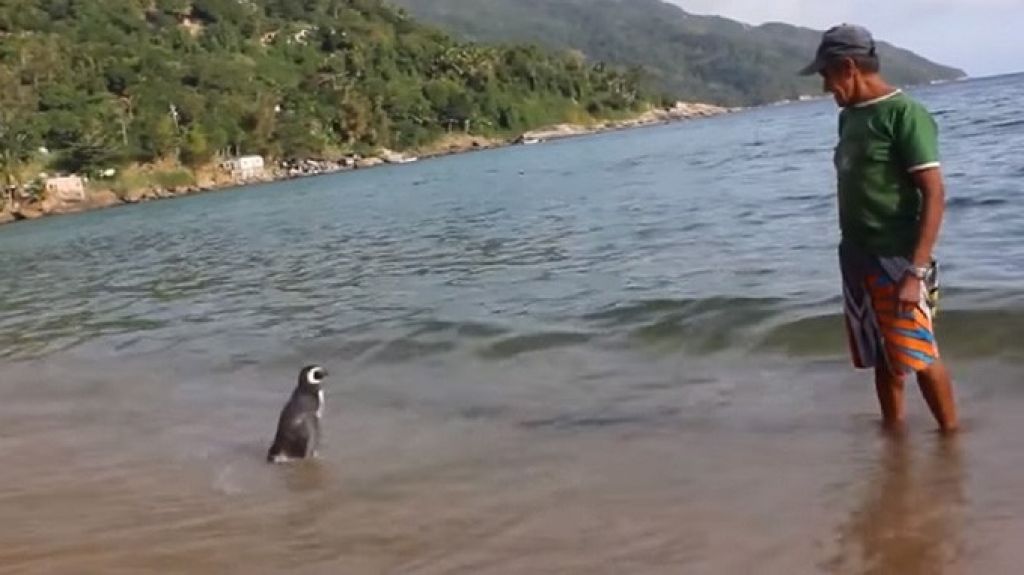  Video: Este pingüino recorre 8000km cada año para ver al hombre que lo salvó 