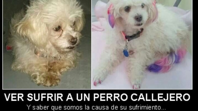 La Historia de Lina, Una perrita que encontro su Angel Azul