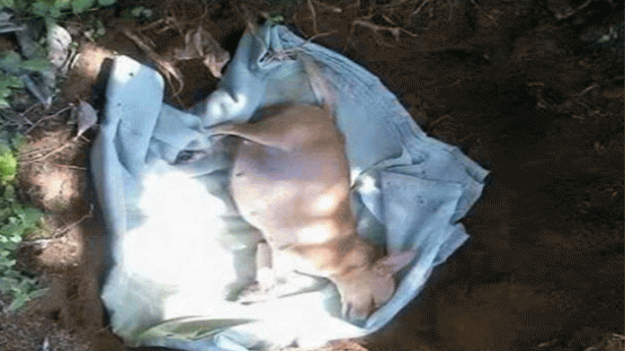 Denuncian veterinario en Aguadilla, dejo morir a "Lola" una perrita chihuahua, porque no habÃ­a dinero para pagarle