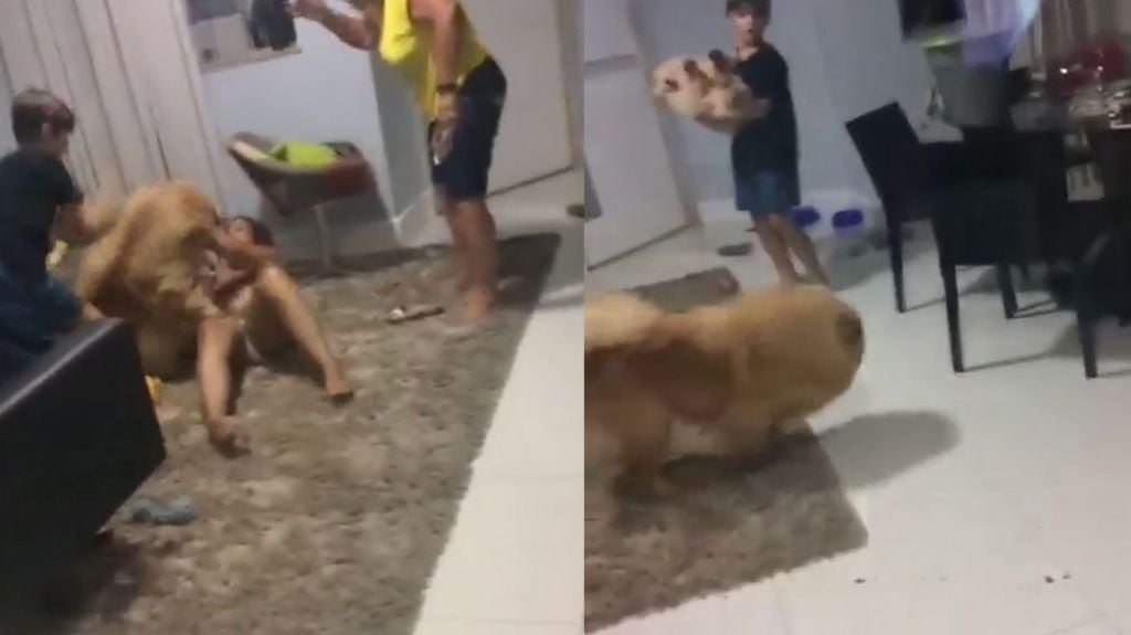  En video momento en que un perro de la raza “chow chow” ataca a su dueña 