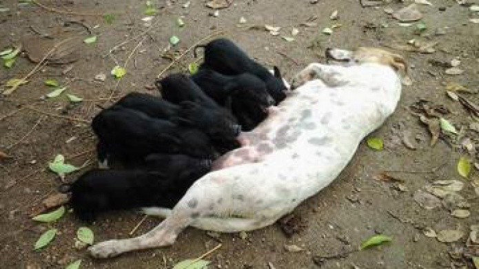 Una perra adopta a cerditos huÃ©rfanos en Matanzas