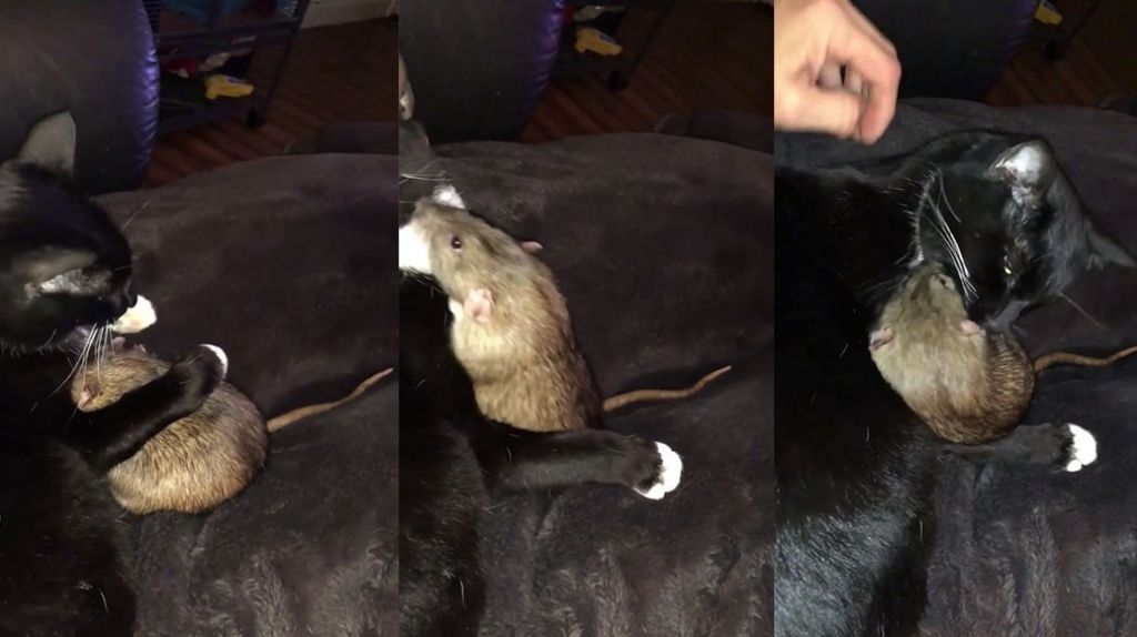 Video: Adoptó un gato para controlar a las ratas, ahora tiene un gato y una rata de mascota 